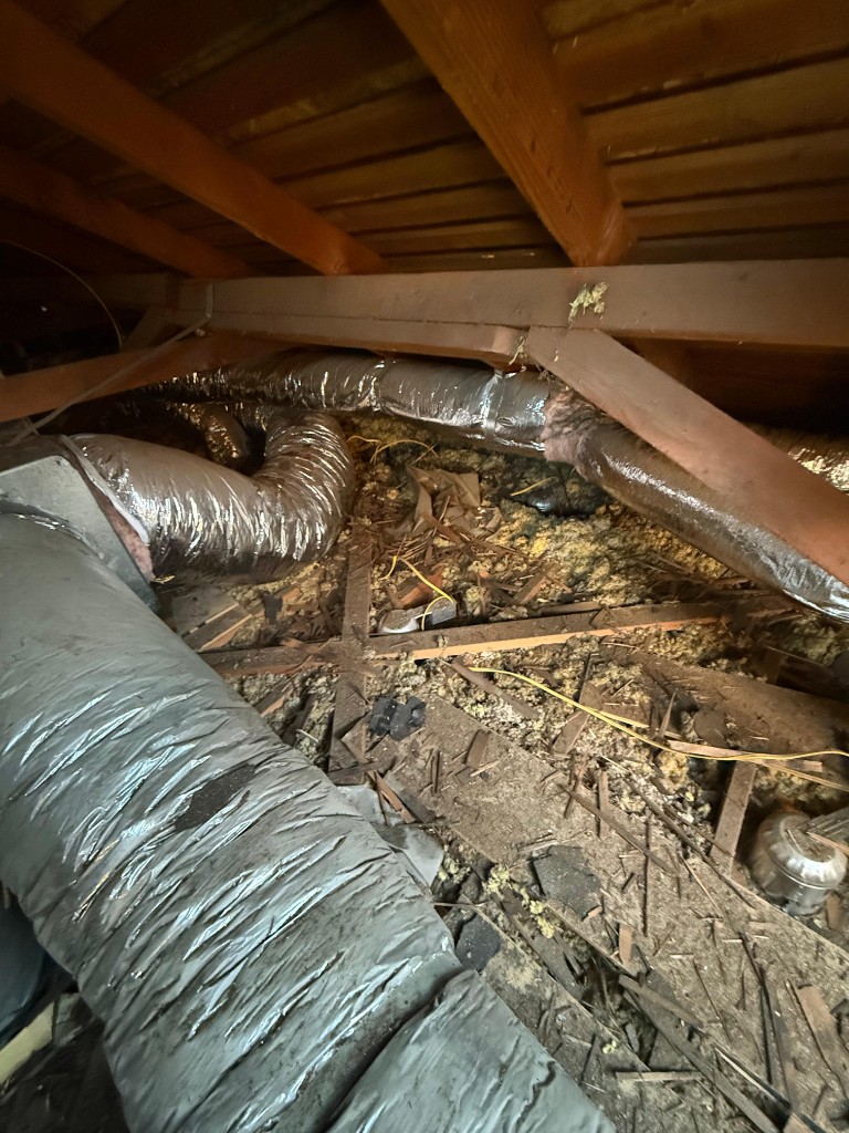Attic with settled, contaminated batt insulation before Pure Eco replacement