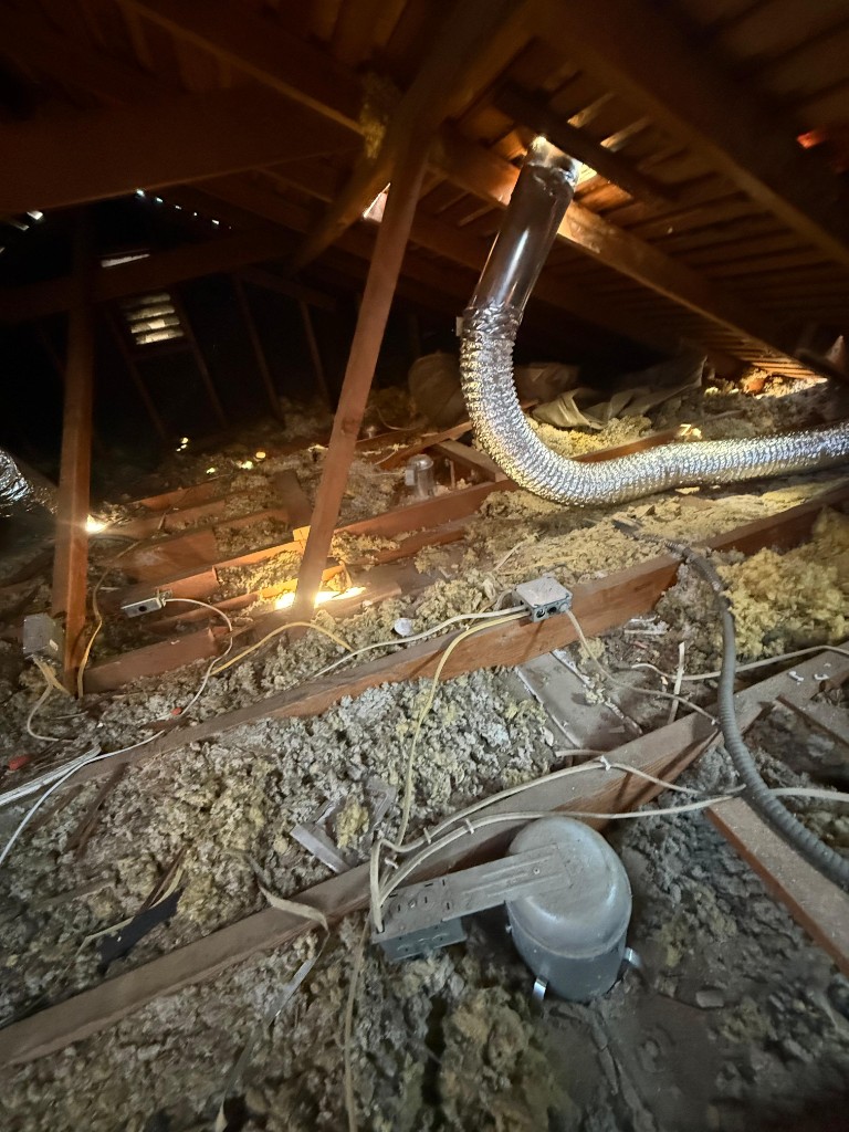 Attic with settled, contaminated batt insulation before Pure Eco replacement