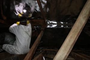 Pure Eco technician stapling radiant barrier to attic rafters